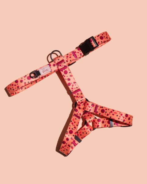 Szelki guard PawTangerine