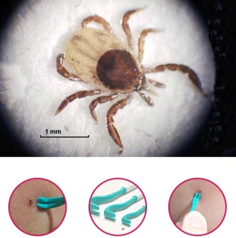 Tick Twister Kleszczołapki TRIO